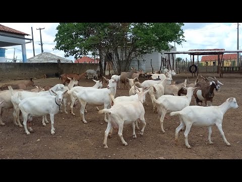 FUI VISITAR O REI DAS CABRAS EM GADO BRAVO-PB 