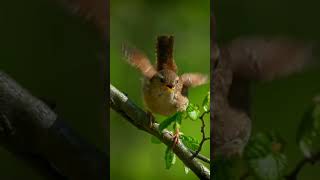 Download lagu WINTER KONING BUAT MASTERAN BURUNG PLECI mp3