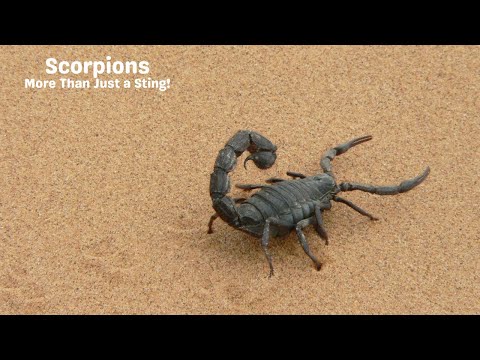 Scorpions: More Than Just a Sting!