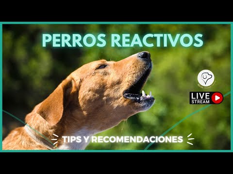 Cómo manejar la reactividad en perros ¡técnicas y recomendaciones! 🐶