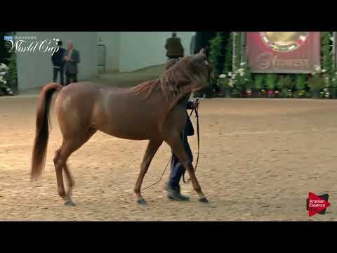 N.165 MADORA MI - LAS VEGAS 2019 - Arabian World Cup Junior Mares (Class 113).mp4