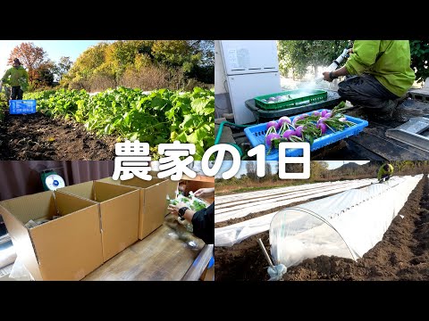 Un día real en la vida de un agricultor de 33 años [2 meses de nueva agricultura]
