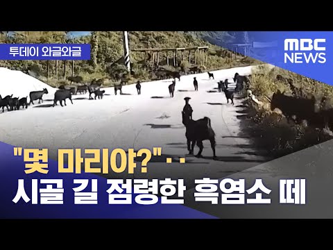 [Waggle Waggle] "How many?" ‥A herd of black goats takes over a rural road (October 17, 2025/News...
