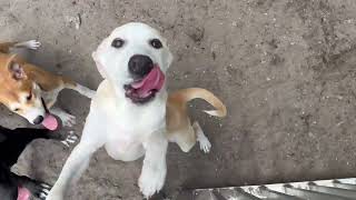 Video preview image #1 Unknown-pomeranian spitz Mix Puppy For Sale in Sanford, FL, USA