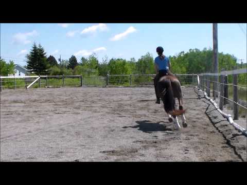 Boundless 2010 Hanoverian by Belissimo M