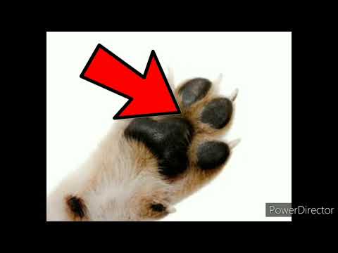 Facts about dogs and cats | top facts in hindi
