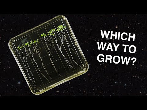 How Do Plants Grow in Space?