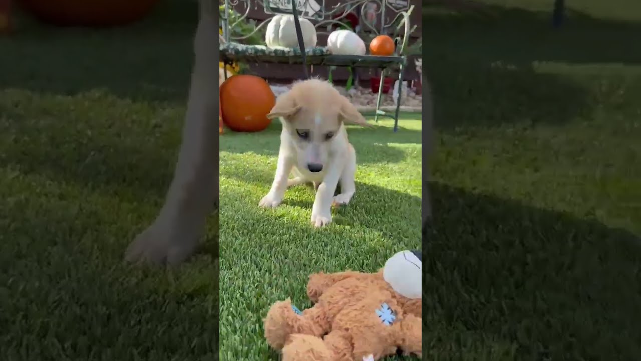 Enlarge Milo, a Adoptable mixed breed in Poughkeepsie, NY video 2/6