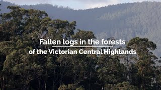 Fallen logs in the forests of the Victorian Central Highlands