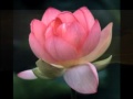 Flor de Loto - Heroes del silencio 