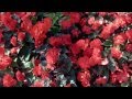 Glorious David Archuleta Pseudo Video