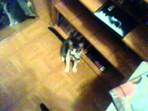 cat vs snake fight night round 100