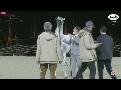 N 375 T M GALILEAH   Katara Int  Arabian Horse Festival 2022   Mares 4 6 Years Old Class 7