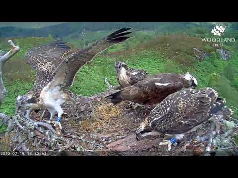 Eldest Arkaig osprey chick almost takes his first flight - Loch Arkaig Osprey Cam (2020)