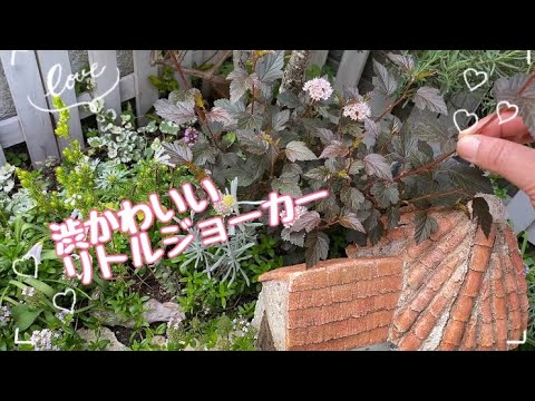 ピンクシモツケ 植物