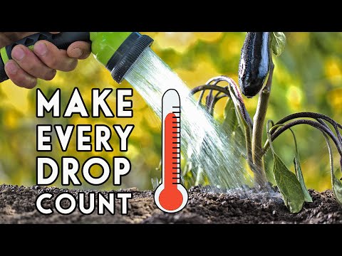 Tomato Growing Masterclass My Blueprint to Success Every Time