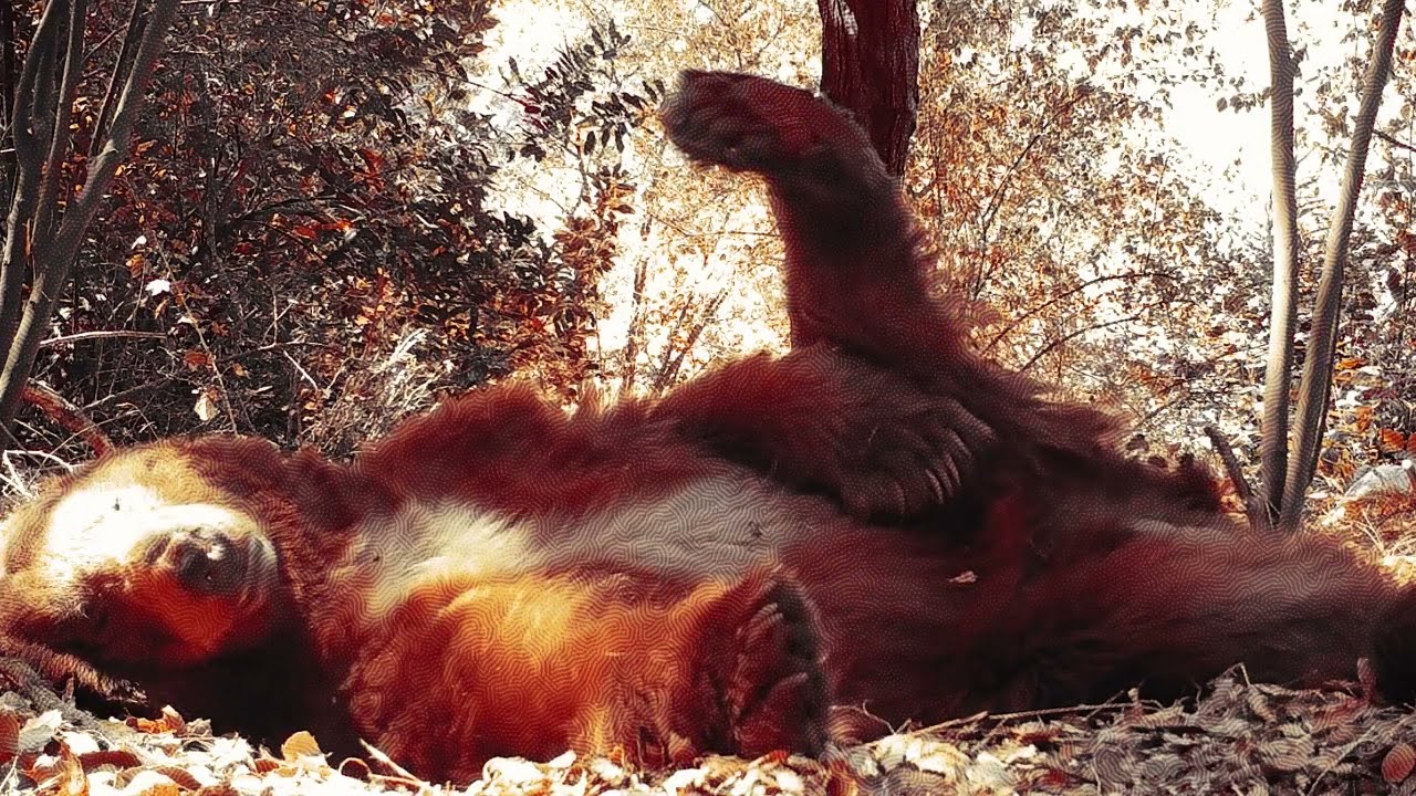 Calibre - Mizzle Mine