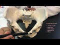 Female Pelvis Practical Explanation English Nursing Lecture