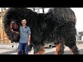 Top 10 BIGGEST Dog Breeds IN THE WORLD