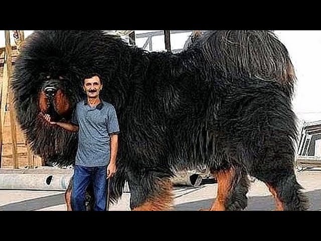 What breed are those huge fluffy dogs?