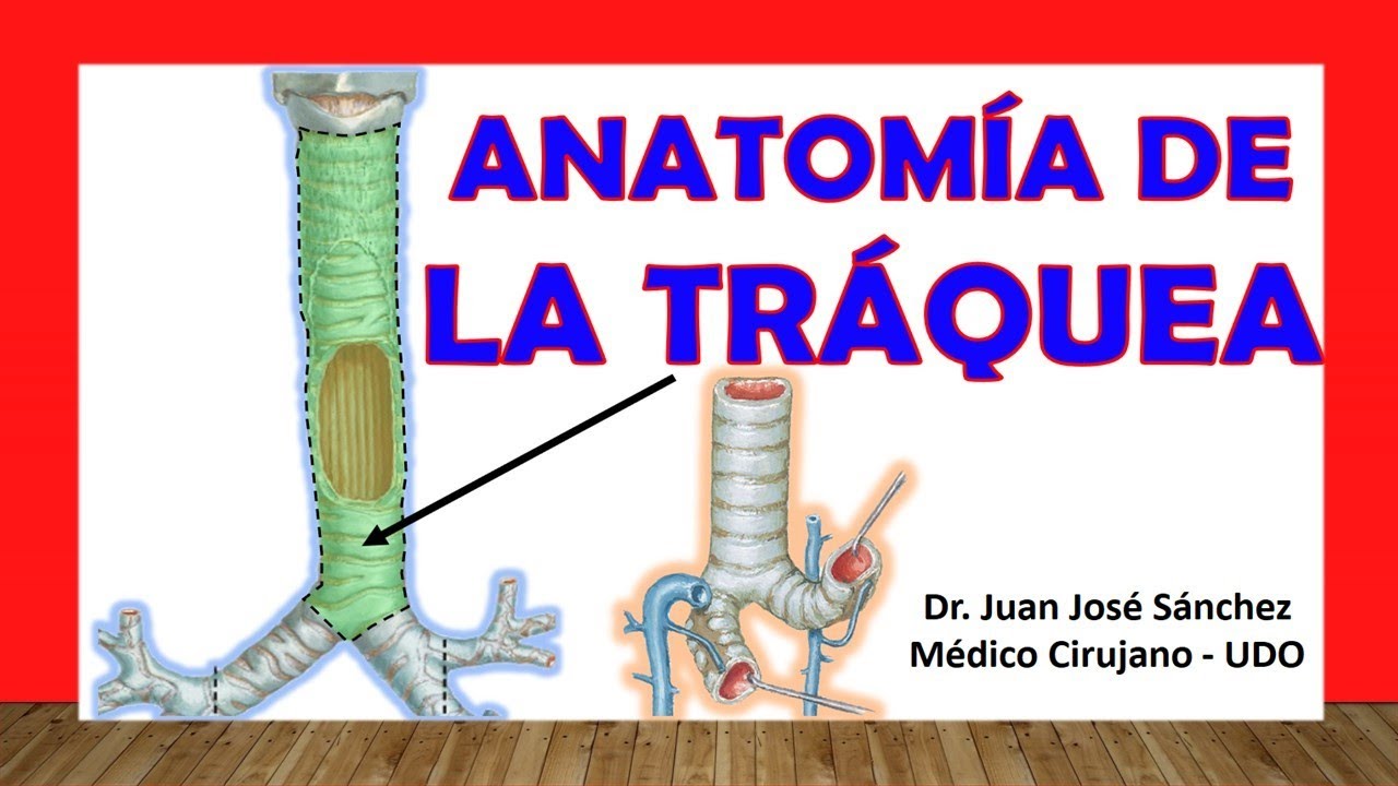 🥇 Anatomy of the TRACHEA. Easy, Quick and Simple