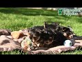 Yorkshire Terrier dogs for sale: Flower - Video 1