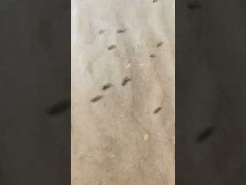 Tiny fish 🐟 at Colva beach Goa #colva #goa #fish #arabiansea #beaches #beachvibes  #september