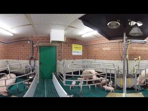 Abferkelstall für Sauen auf Haus Düsse (360° Video, 4K)