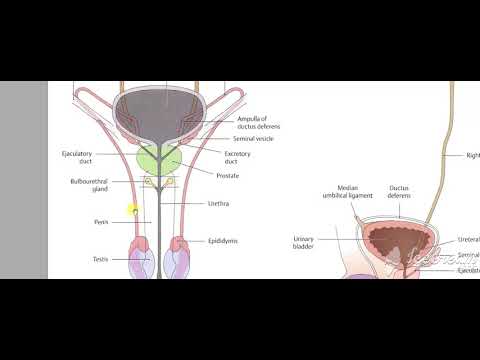 Male reproductive system