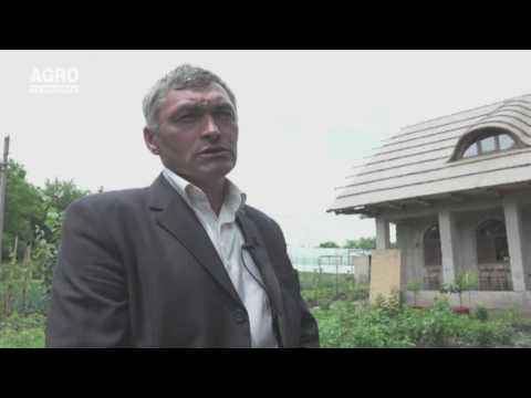 Stuful căutat din nou