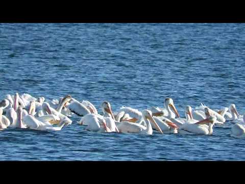 Minnesota Point White Pelicans (Lake Superior)