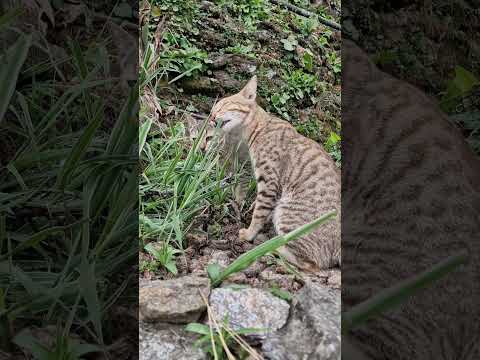 chillin at 2500m #cats #nepal #annapurna