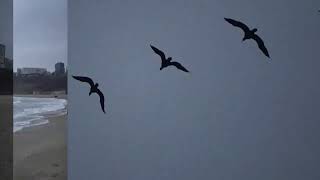 JOHN FOGERTY feat MARK KNOPFLER  Nobody`s Here Anymore, on The Black Sea shore