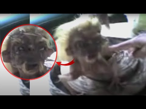 Humanoid Creatures
