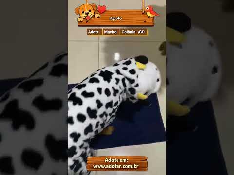 Vídeo de Apolo