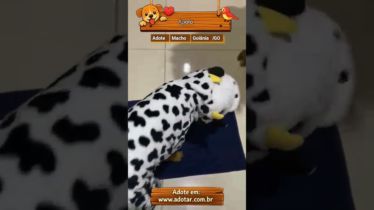 Cachorro raça SRD-ViraLata idade 7 a 11 meses nome Apolo
