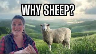 3 Reasons I Have Sheep | I Will NEVER Own Goats Again!!