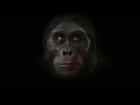 1 minuto de Evolución: Del Mono Al Hombre Actual