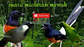 Download lagu suara masteran buat burung murai,cucak ijo,Poksay dan lain lain @wendy chanel mp3