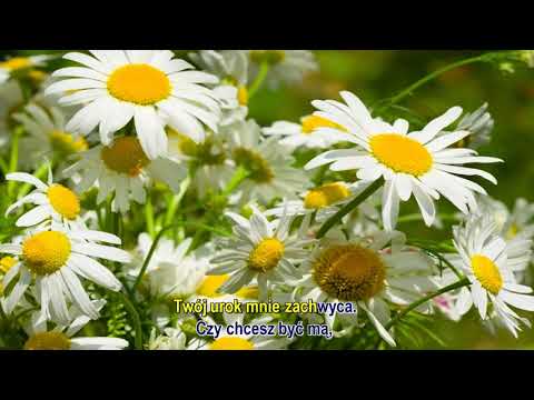 Stokrotka - Gdzie strumyk płynie z wolna