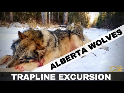 Trapline Excursion - Alberta Wolves