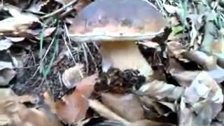 preview picture of video 'Funghi porcini in Valdaveto'