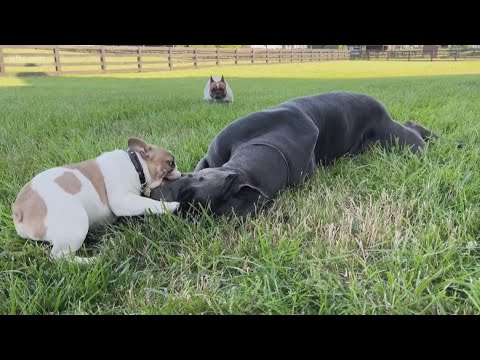 Experts share tips to keep pets warm during cold snap - YouTube