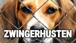 Zwingerhusten beim Hund - Ursachen, Symptome & Behandlung ✅