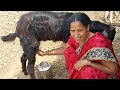 Viral Milk Making