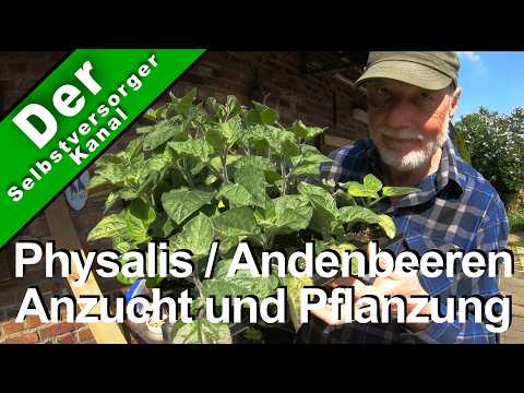 Physalis / Andean berries cultivation and planting