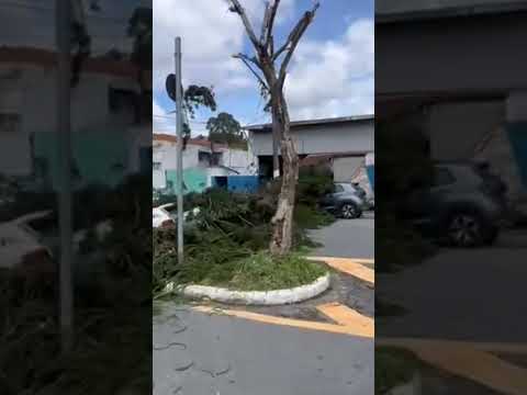 Vendaval em São Bernardo do campo árvore que caiu na avenida São Paulo Jordanópolis interditou rua