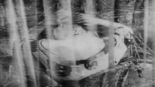 Elle Belga - Escόdente