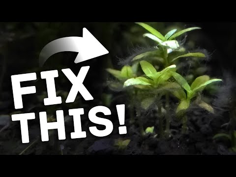 Spot & Stop Nutrient Deficiency in Aquarium Plants – Before It's Too Late!