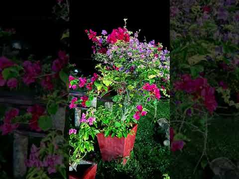 Meeting the bride family over dinner